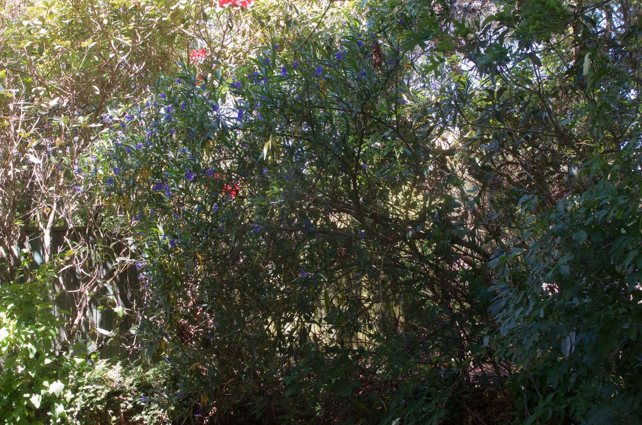 Image of Large Kangaroo Apple