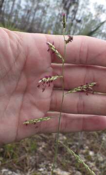 Imagem de Eriochloa michauxii (Poir.) Hitchc.