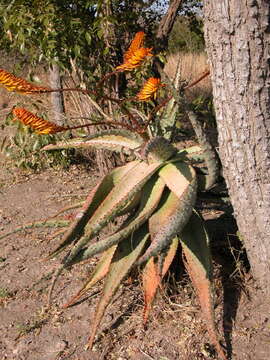 Image of Aloe marlothii subsp. marlothii