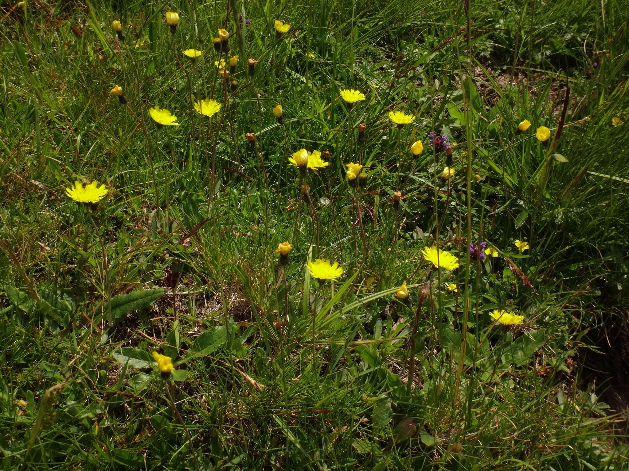 Image of Pilosella lactucella (Wallr.) P. D. Sell & C. West