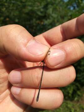 Image of Eastern Willow Spreadwing