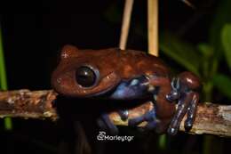 Image of Hyloscirtus antioquia Rivera-Correa & Faivovich 2013