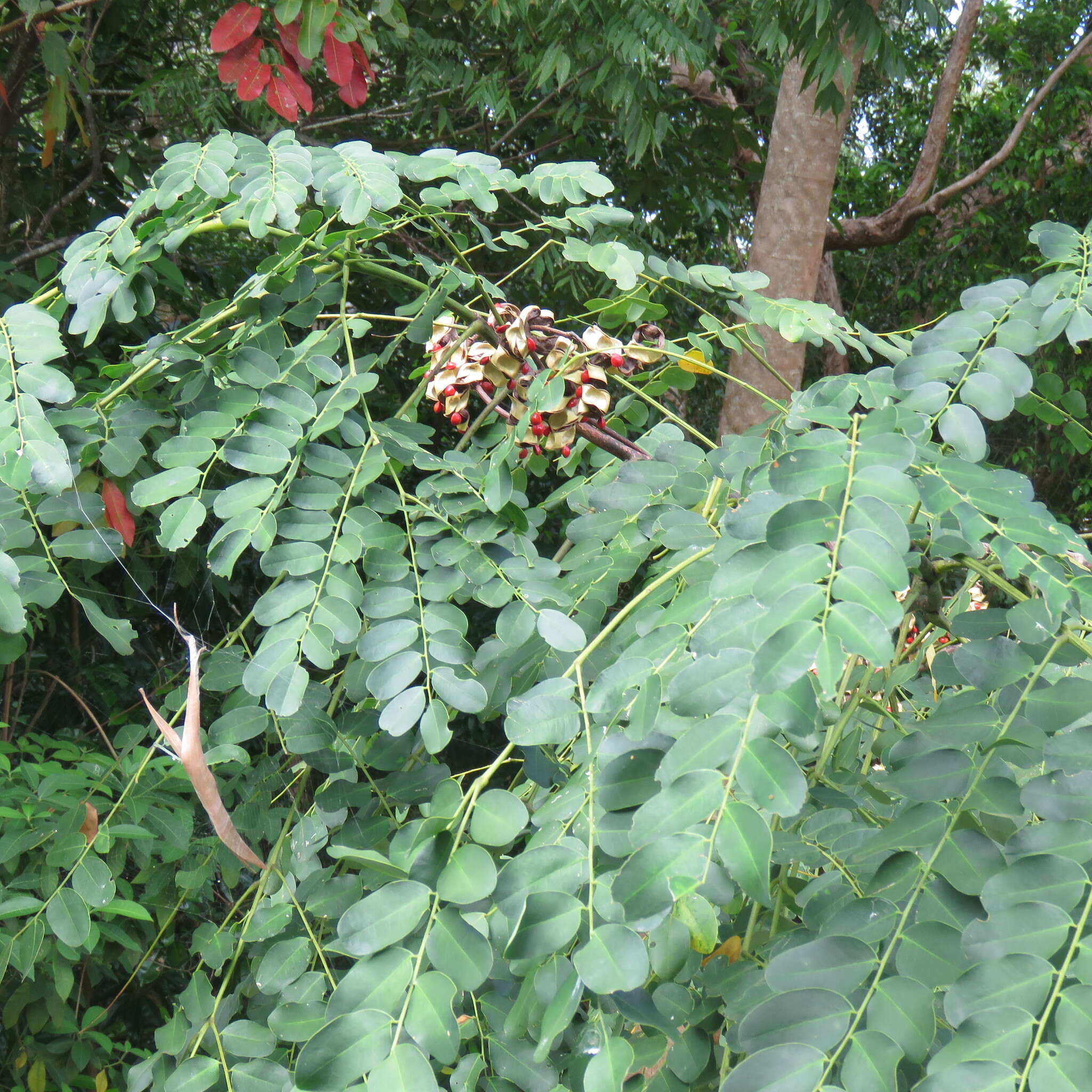 Image of beadtree