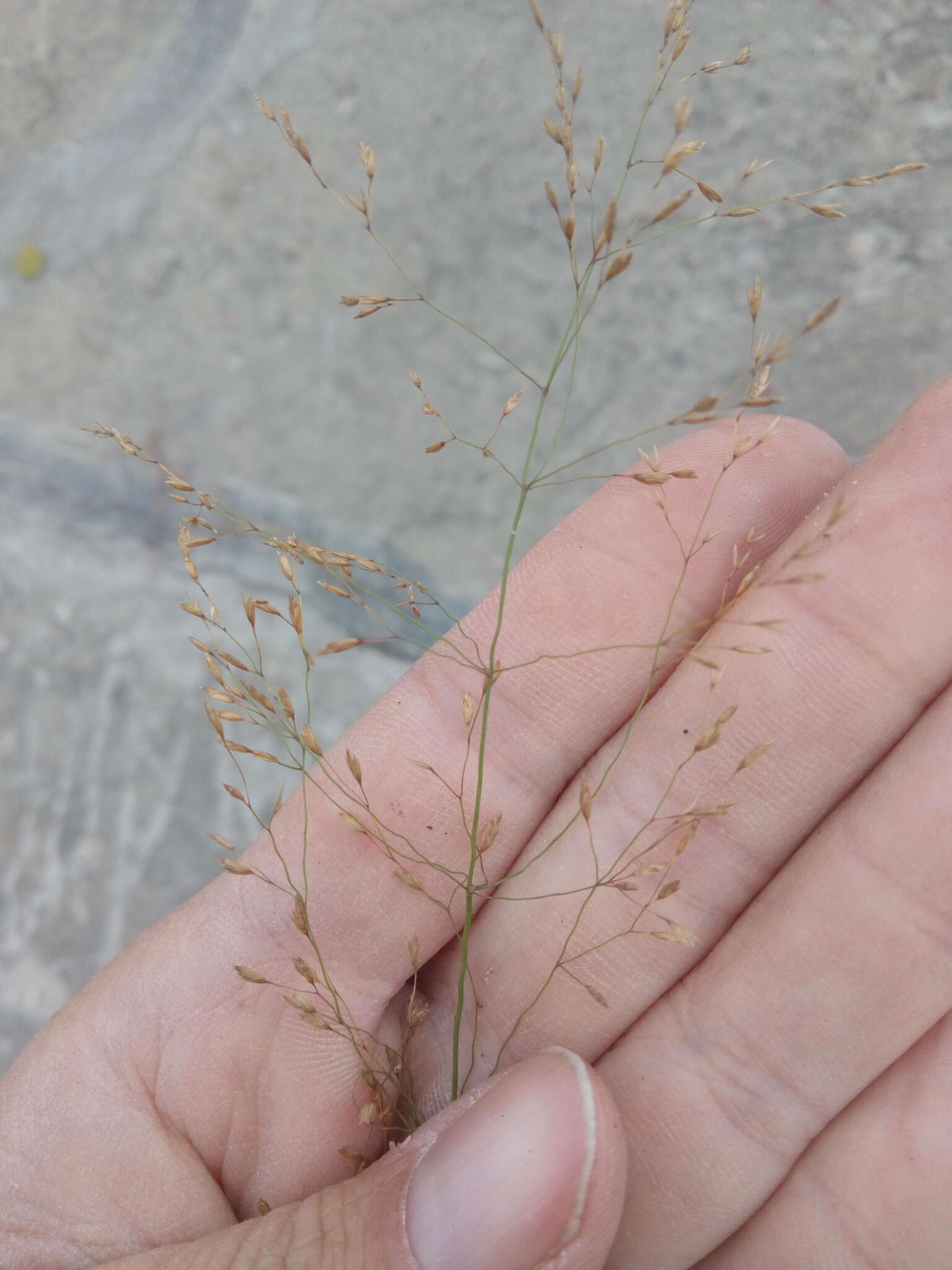 Imagem de Poa palustris L.