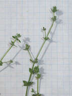 Plancia ëd Galium texense A. Gray