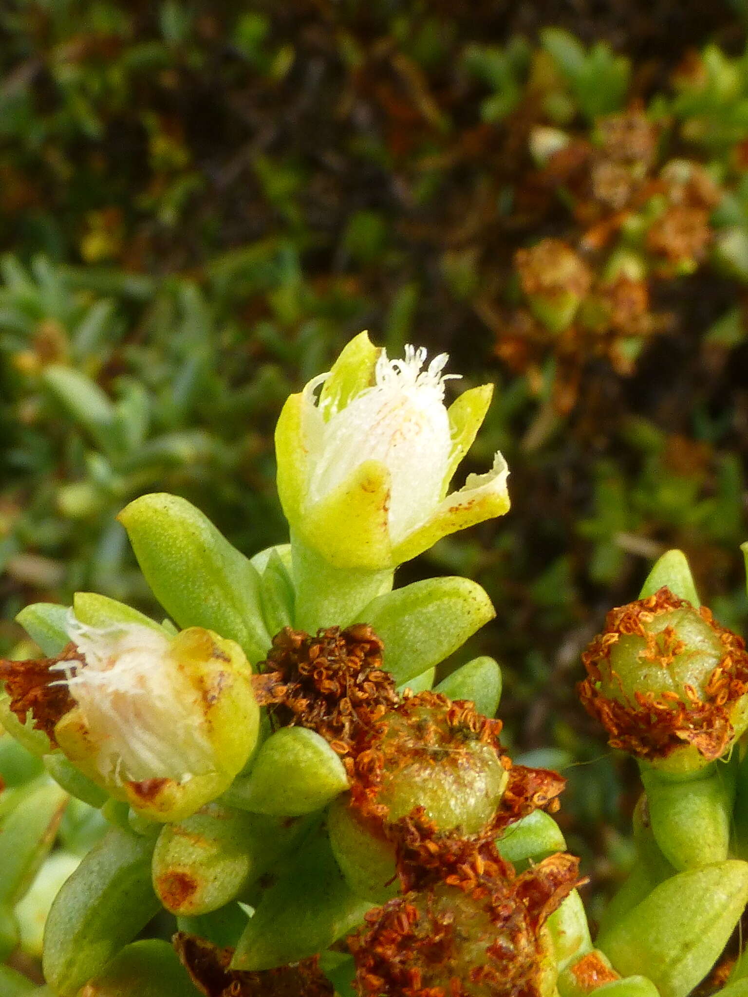 Image of Ruschia misera (L. Bol.) L. Bol.