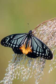 Image of <i>Papilio agestor</i>