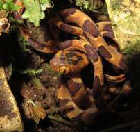 Image of Amazon Basin Tree Snake
