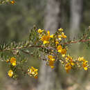 Sivun <i>Pultenaea alea</i> kuva