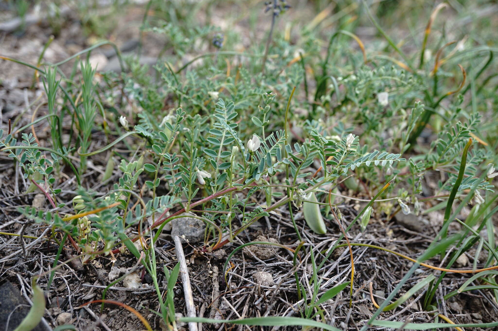 Sivun Astragalus guttatus Banks & Solander kuva