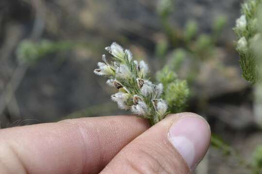 Слика од Aspalathus barbigera R. Dahlgren