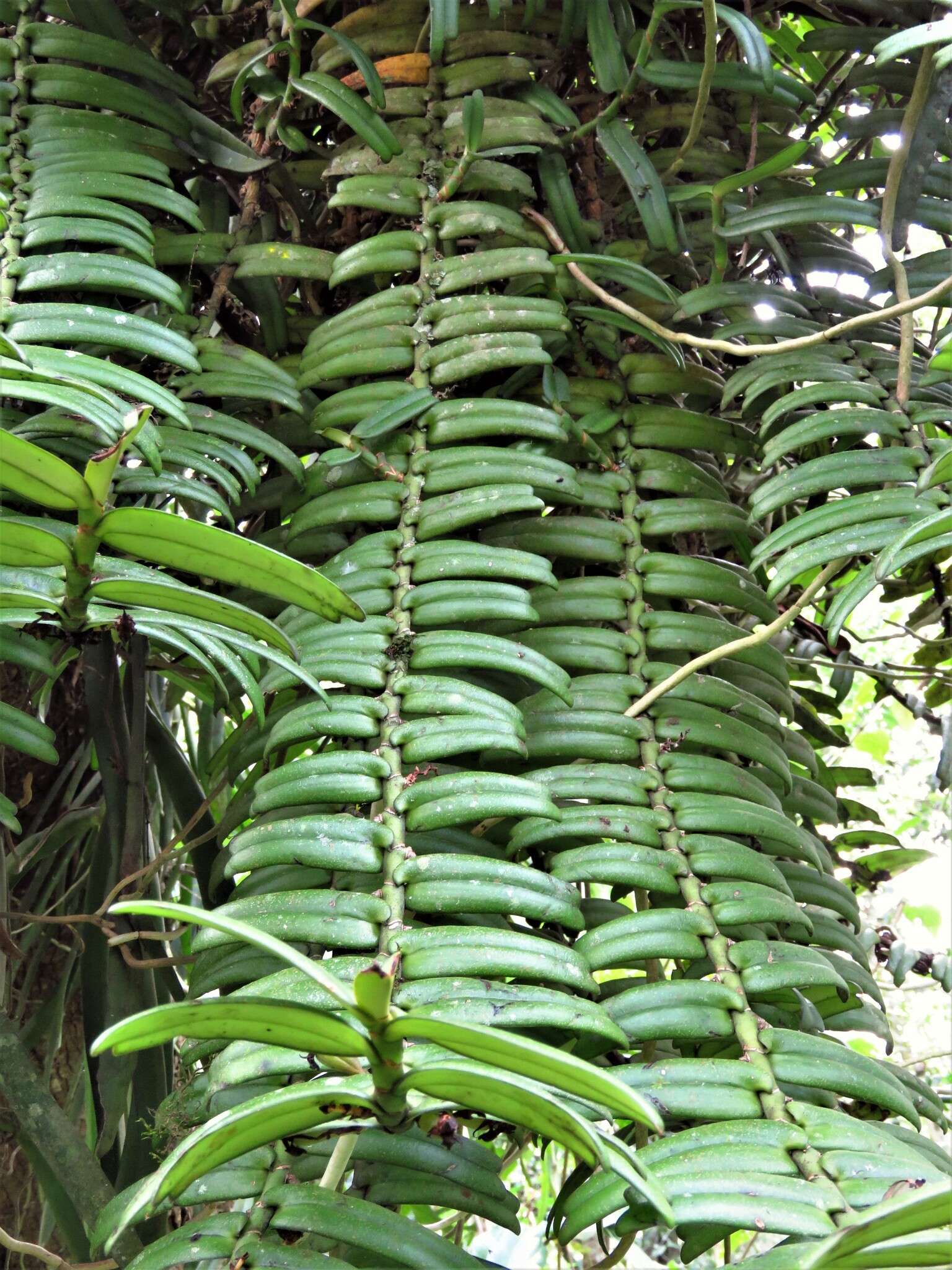 Image of Calyptrochilum