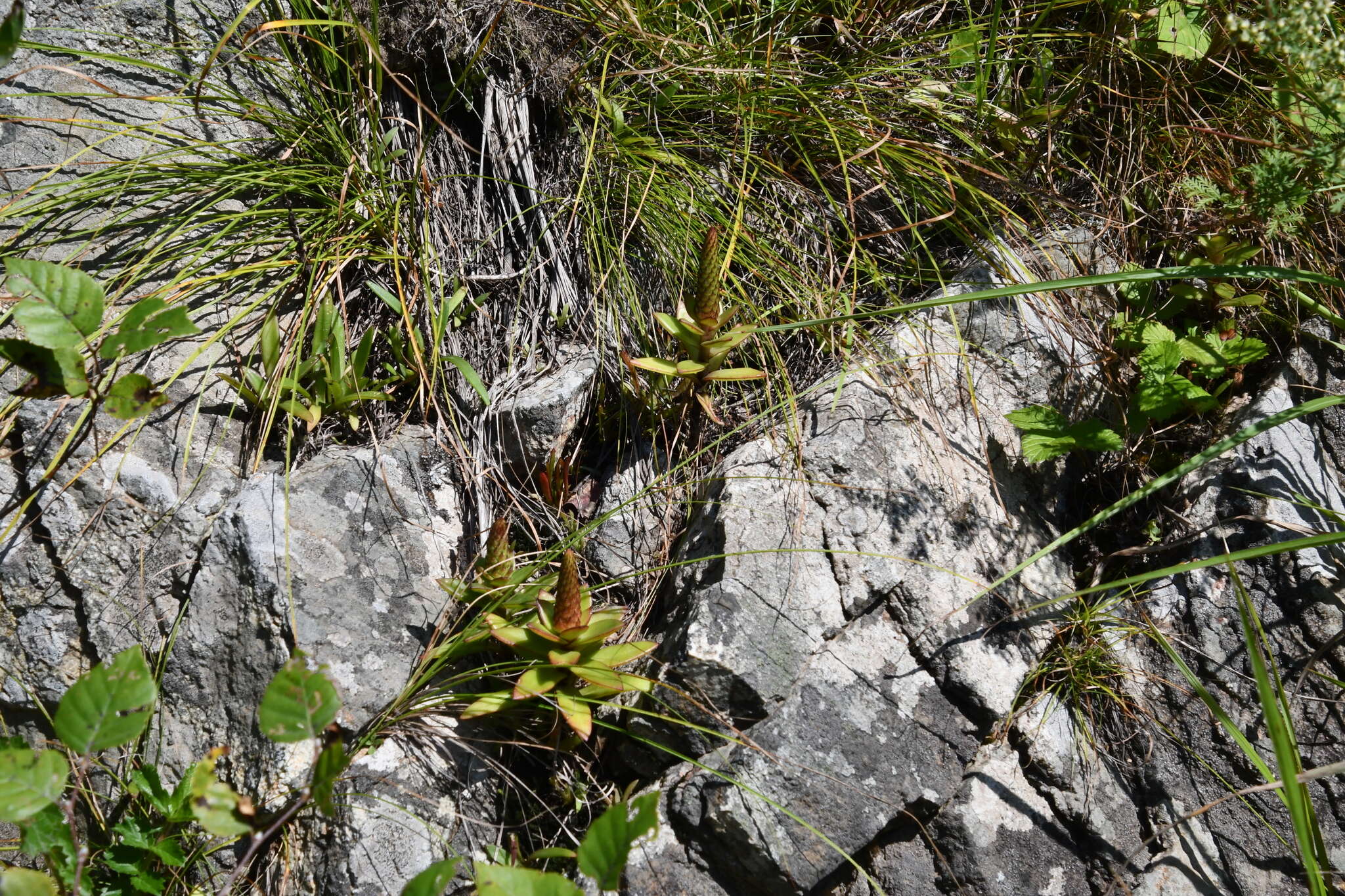 Image of Orostachys maximowiczii V. V. Byalt