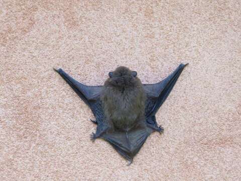 Image of Pipistrellini Tate 1942