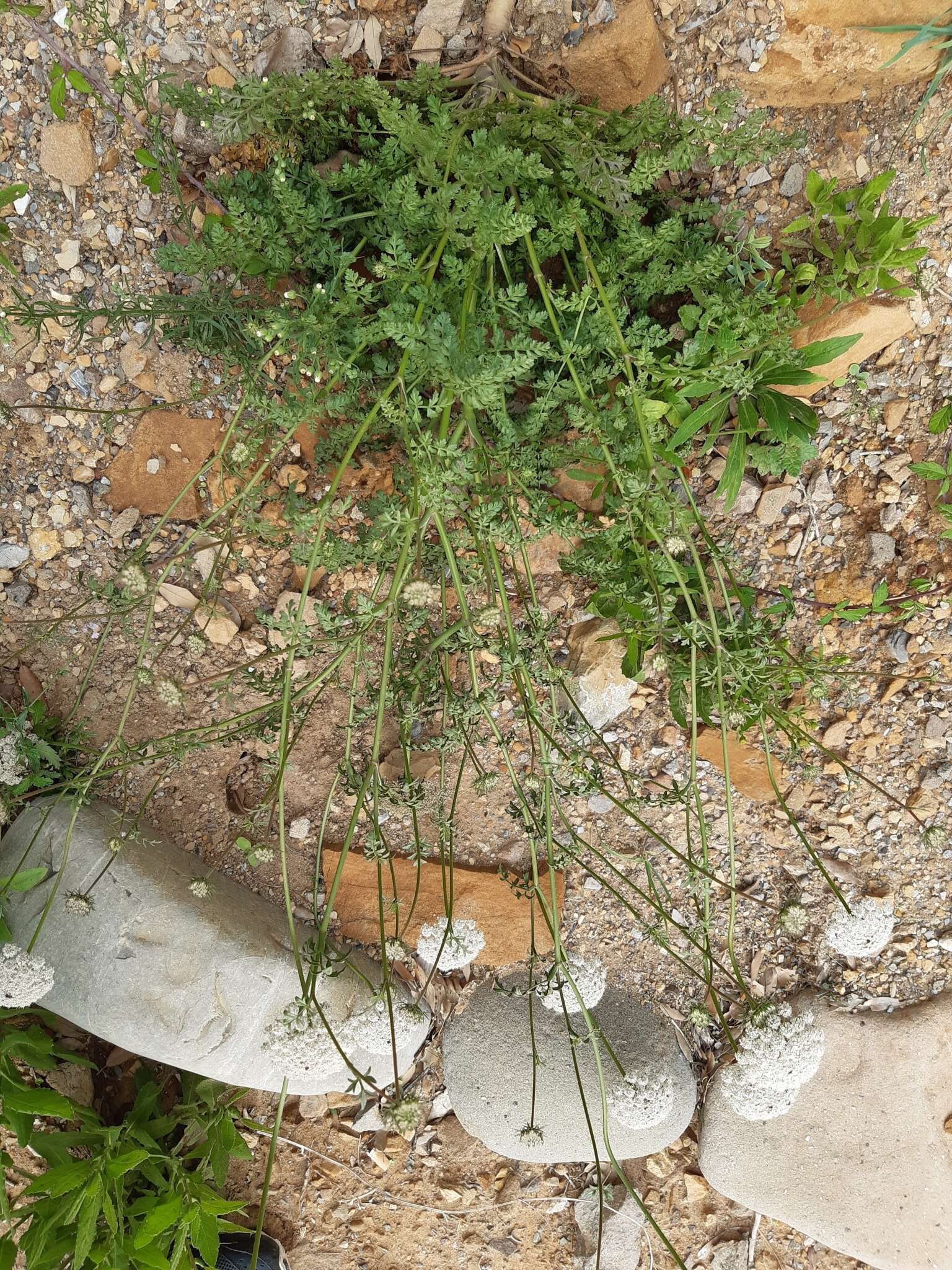 Image of Daucus carota subsp. commutatus (Paol.) Thell.
