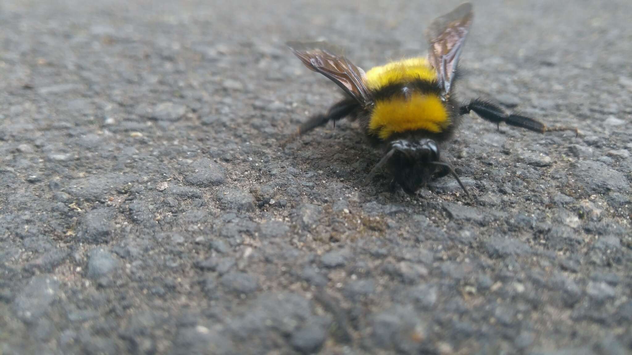 Plancia ëd Bombus hortulanus Friese 1904