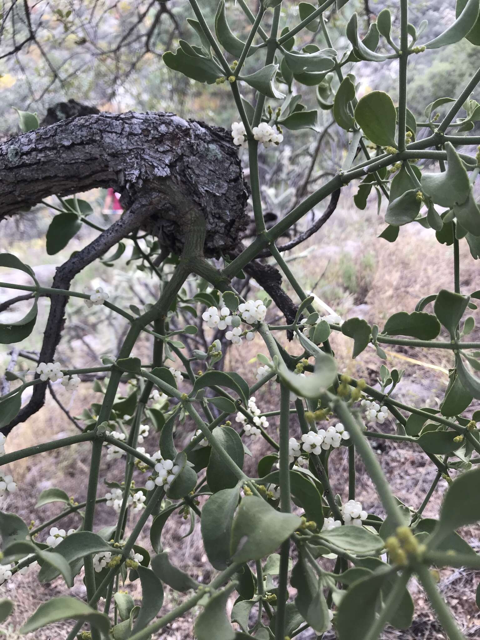 Image of Cory's mistletoe