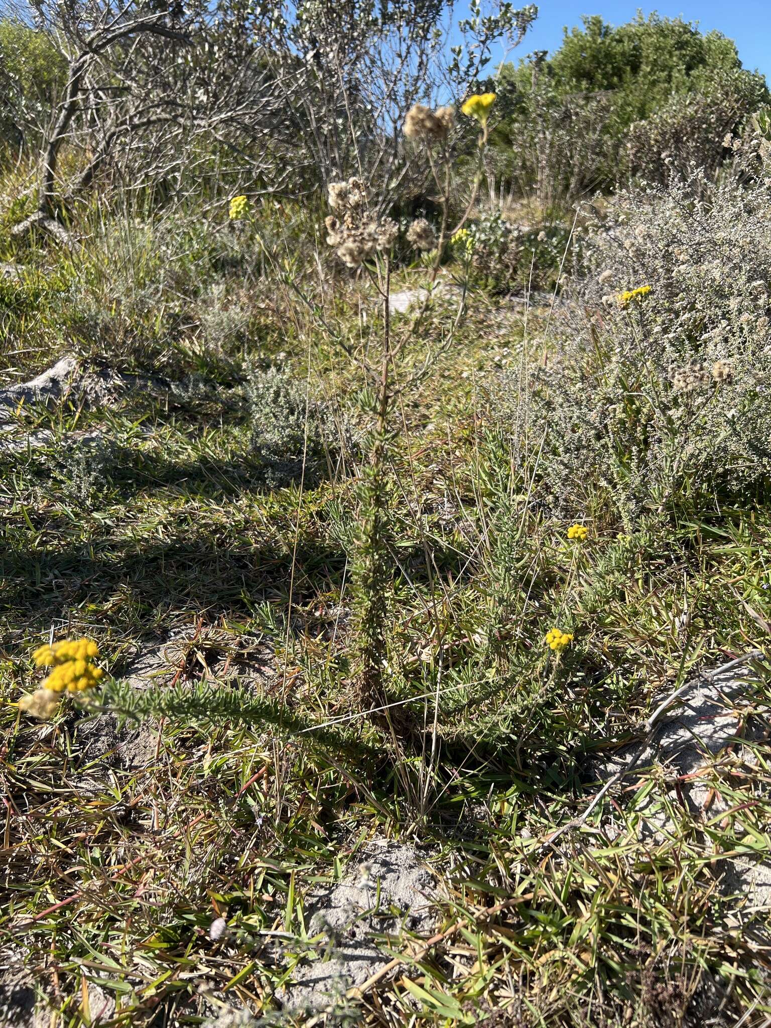 Слика од Nidorella foetida (L.) DC.