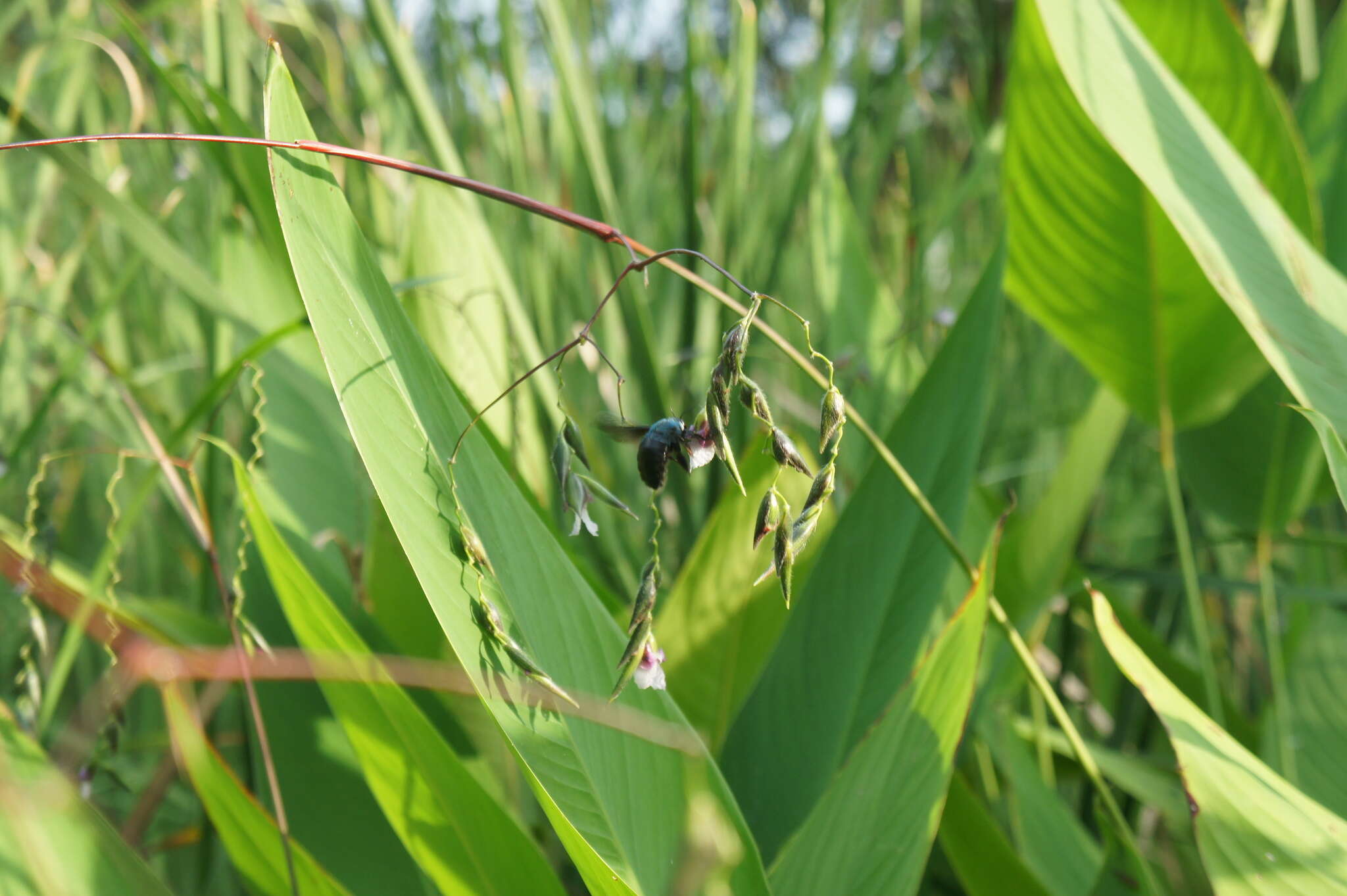 Image of Xylocopa caerulea (Fabricius 1804)