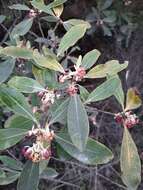 Image de Pittosporum huttonianum T. Kirk