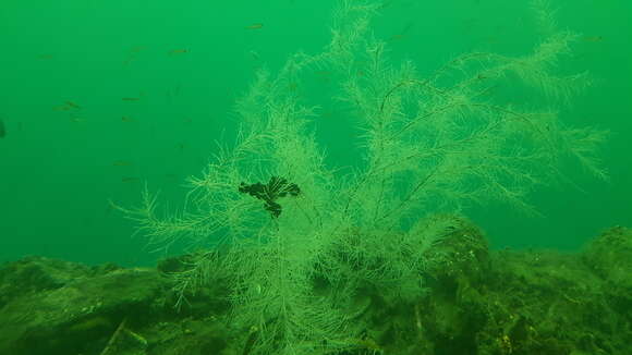 Image of Black coral