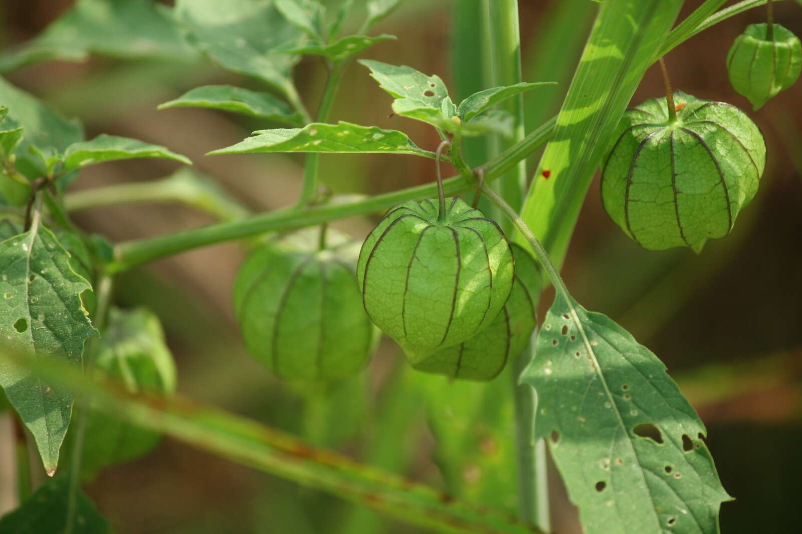 Image of cutleaf groundcherry