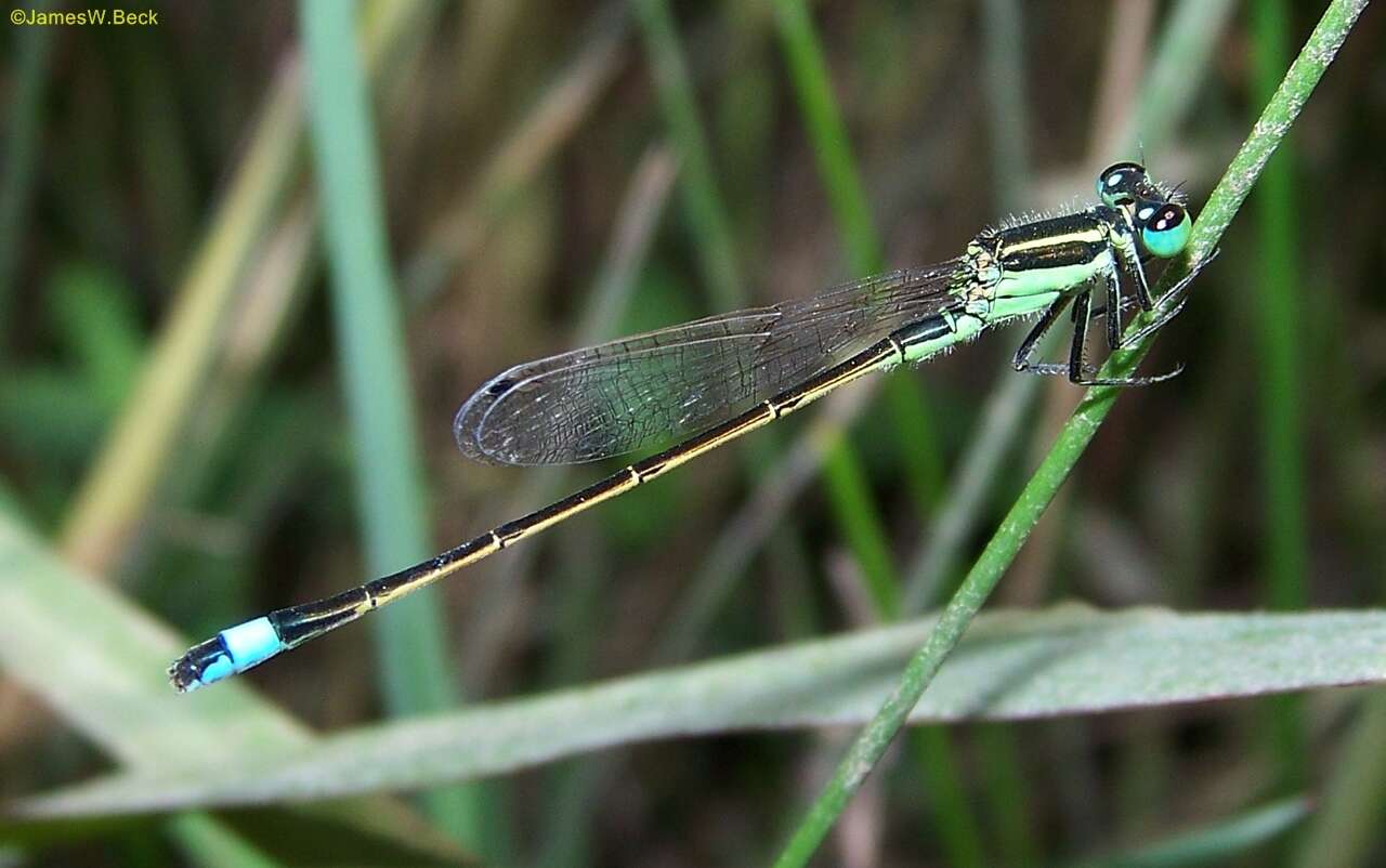 Image of Rambur's Forktail