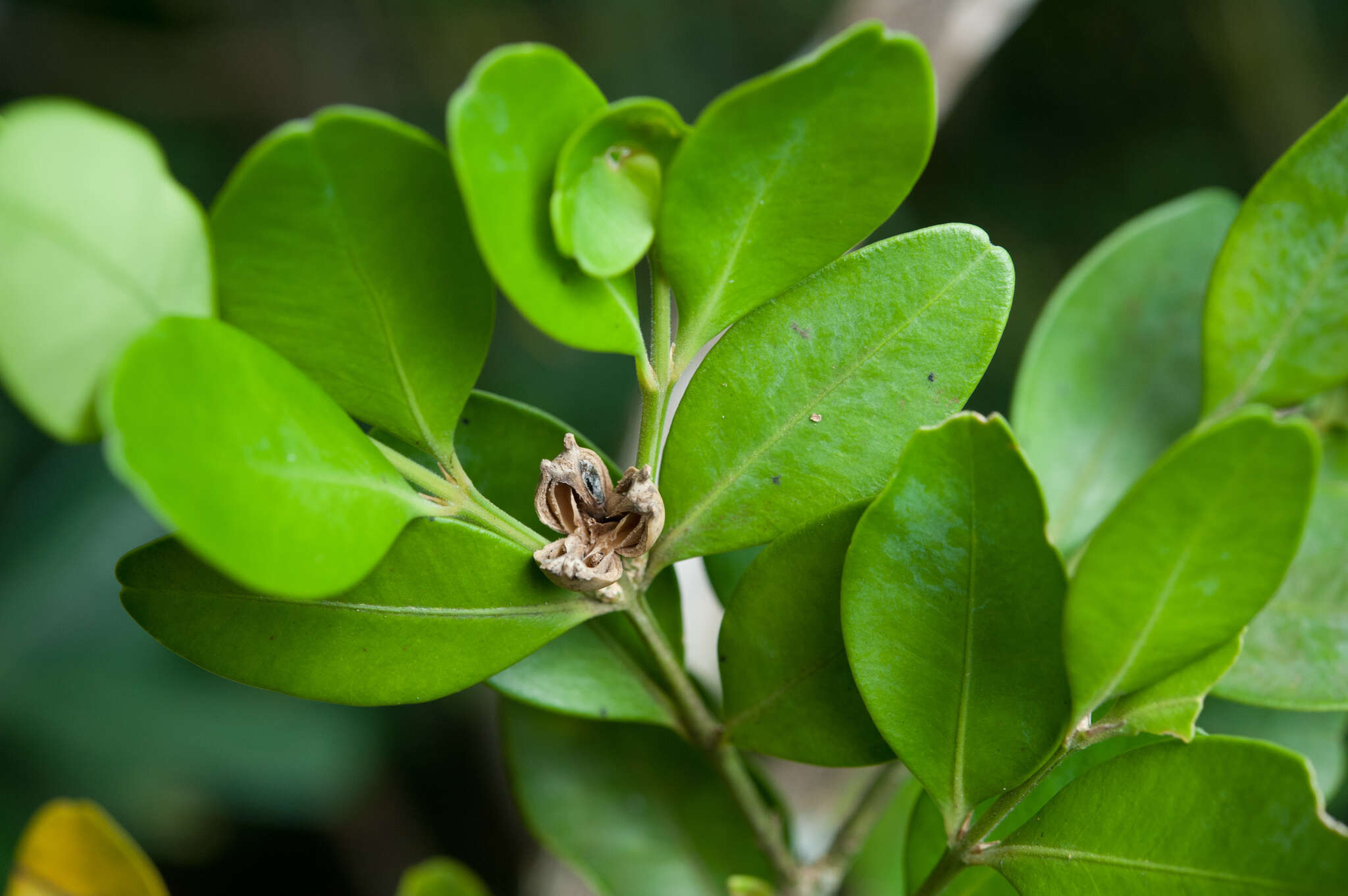 Sivun Buxus liukiuensis (Makino) Makino kuva