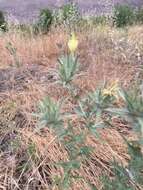 Image of woolly distaff thistle