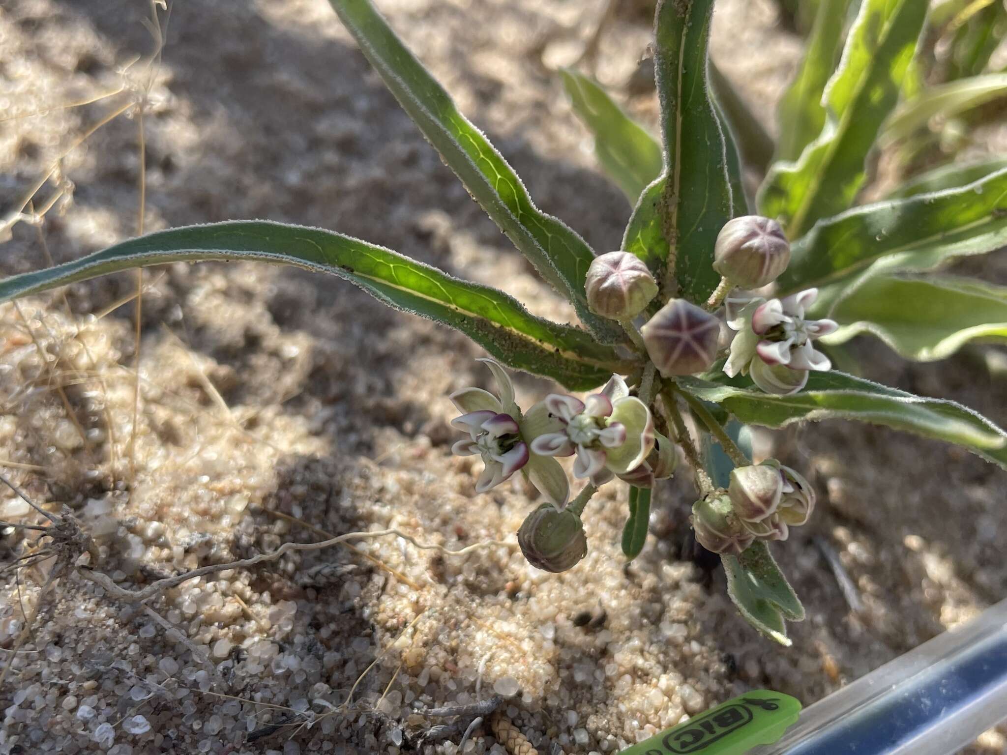 Image of dwarf milkweed