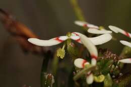 Image de Stylidium breviscapum R. Br.