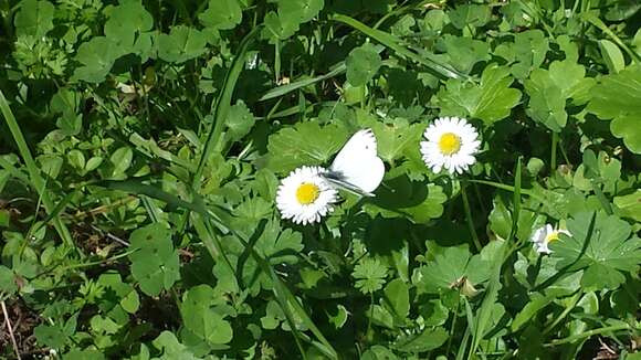 Image of Margined White