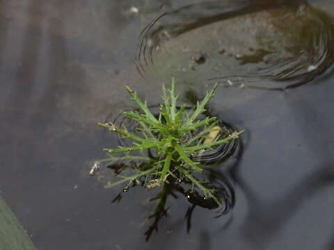 Image of western watermilfoil