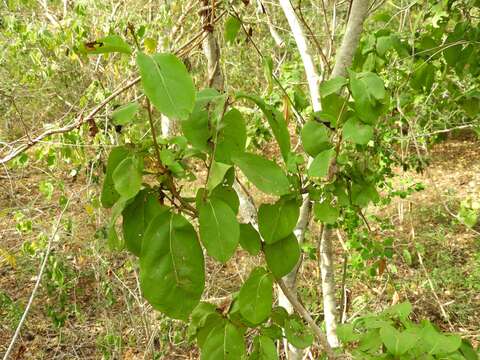 Image of Neea psychotrioides J. D. Smith