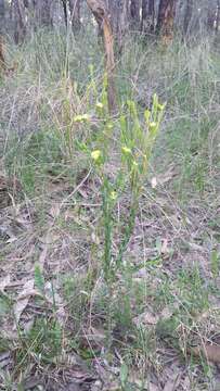 Image of Pimelea flava R. Br.