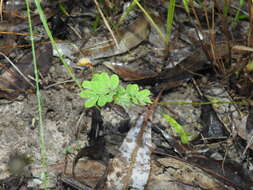 Imagem de Aeschynomene brevifolia Poir.