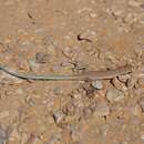 Image of Arnold's Sand Lizard