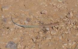 Image of Arnold's Sand Lizard