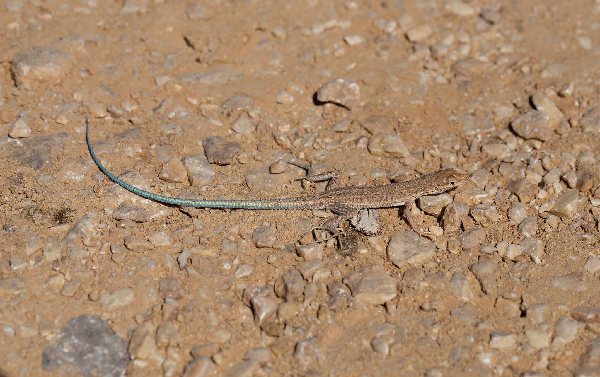 Image of Arnold's Sand Lizard