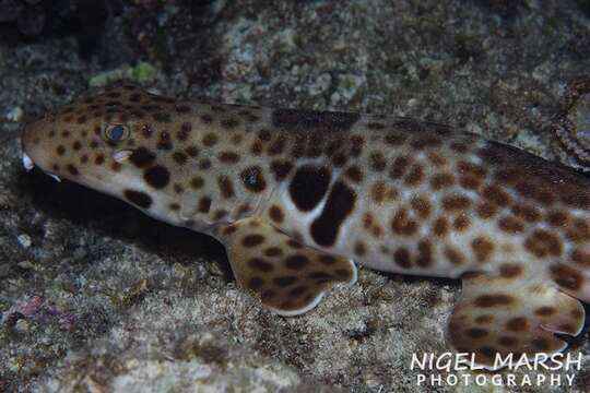 Image of Freycinet's Epaulette Shark