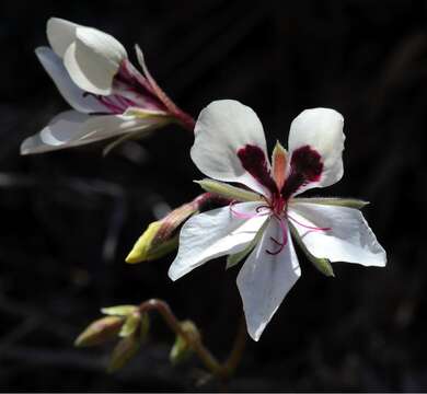 Image of Pelargonium tenuicaule Knuth