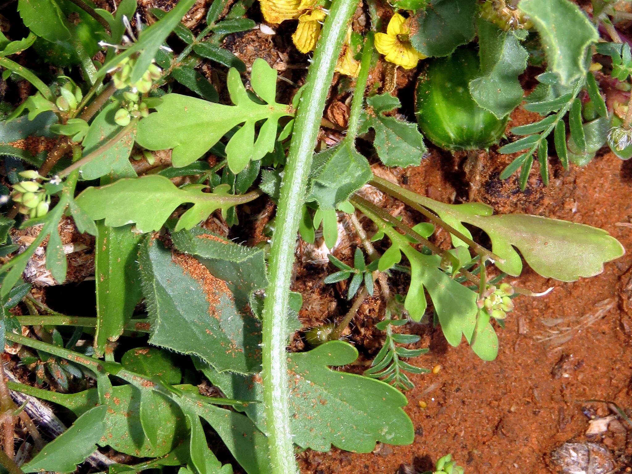 Imagem de Lepidium desertorum Eckl. & Zeyh.