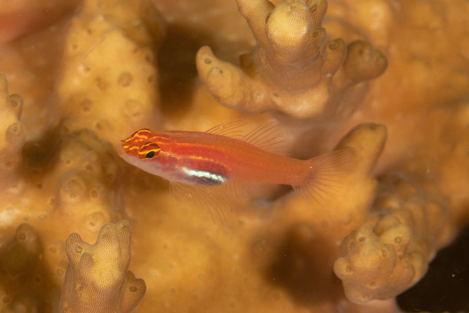 Image of Neon dwarfgoby