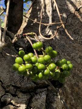 Image of Stephania japonica var. discolor (Bl.) Forman