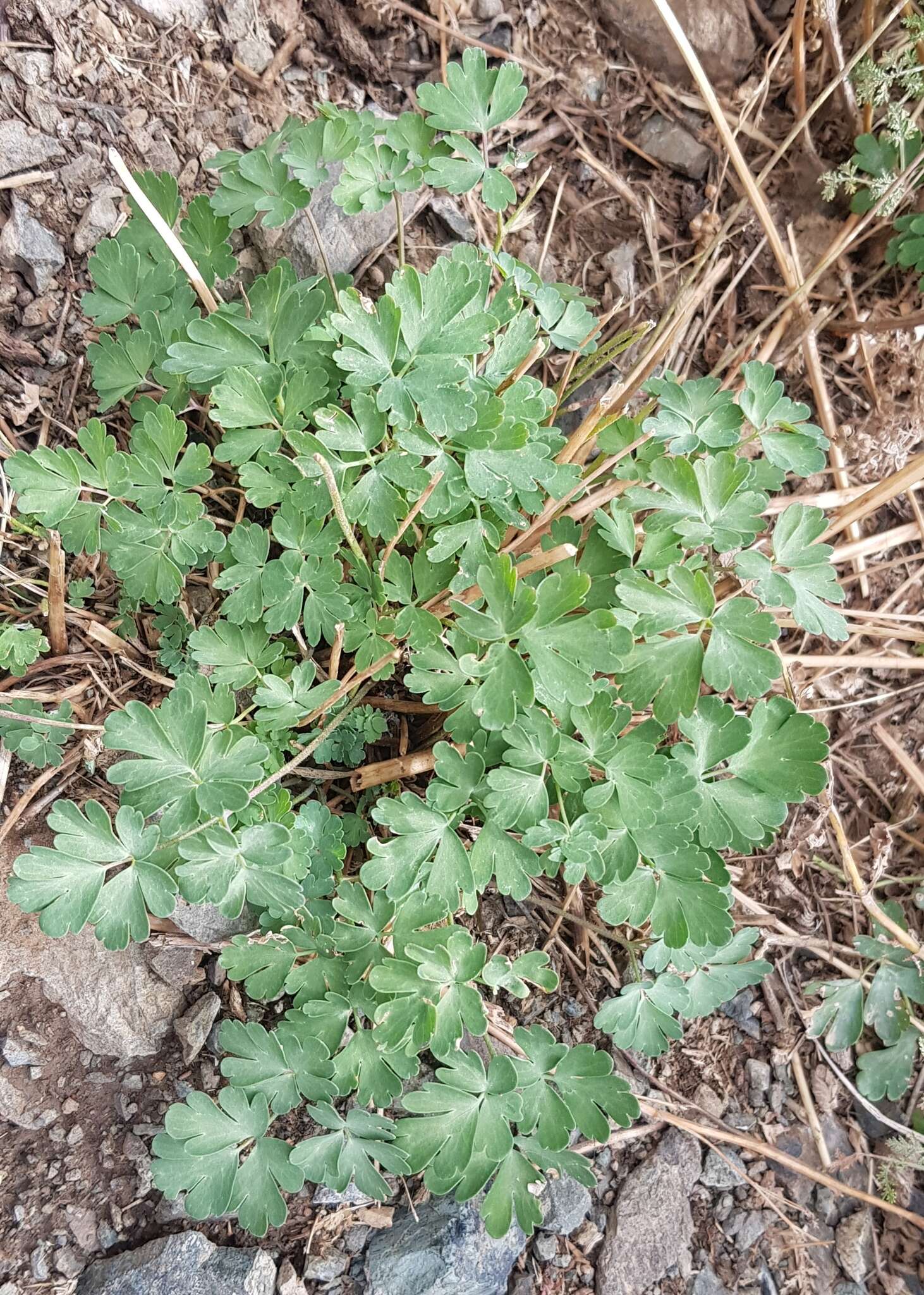 Image of Aquilegia viridiflora Pall.