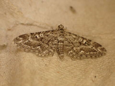 صورة Eupithecia nanata