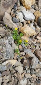 Image de Ranunculus eschscholtzii Schltdl.