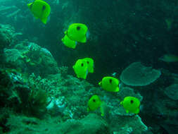 Image of Indian Teardrop Butterflyfish