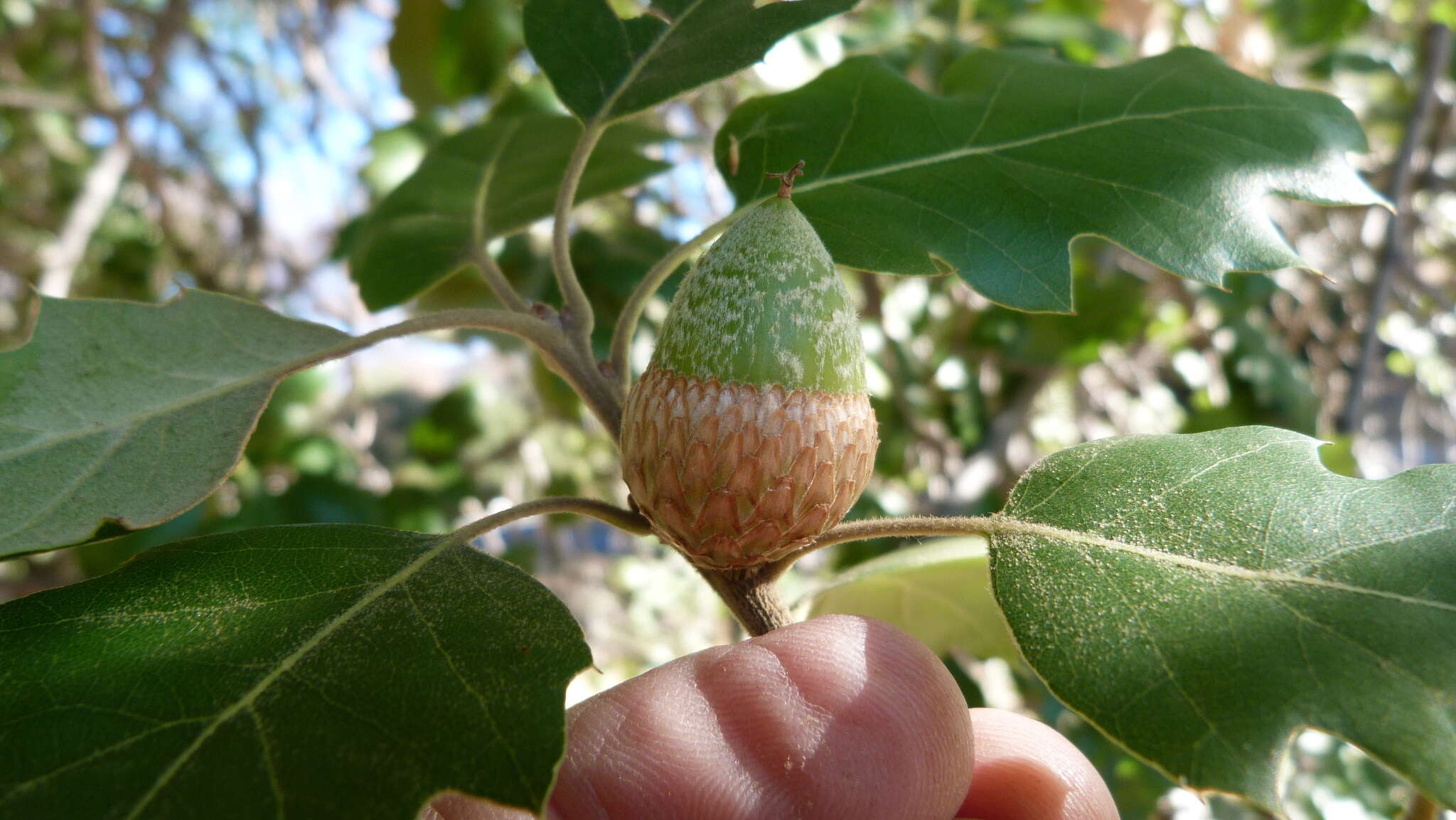 Image of hybrid oak