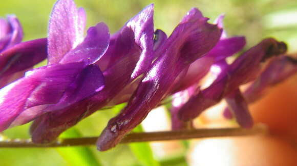 Imagem de Vicia villosa Roth